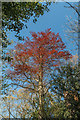 Colourful tree, Trent Park, London N14