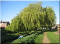 Trees by Cove Brook