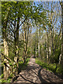 A path in Chorlton Ees and Ivy Green Nature Reserve