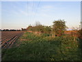 Hedgerow near South Kyme