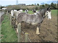 Horses at Flaunden Bottom