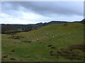 SD3389 : Sheep grazing opposite St Paul, Rusland by Basher Eyre