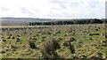 Young trees, Bogfold