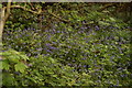 View of bluebells in Claybury Wood #4