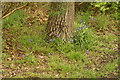 View of a patch of bluebells around a tree in Claybury Park