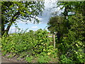 The Saxon Shore Way from Poot Lane