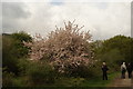 View of a cherry blossom tree on the path from the lake to Roding Lane North in Claybury Park