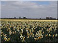 TF3124 : Daffodil crop near Whaplode by Bikeboy