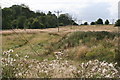 Bull Wood and power lines