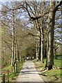 Riverside path, Wilton Lodge Park