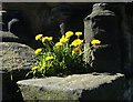 Monk Bretton Priory - Dandelions