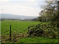 Field  at  the  edge  of  East  Wood