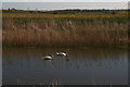 TA0001 : Double-header: swans on the River Ancholme near Hibaldstow Bridge by Chris