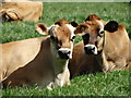 Jersey cows at Tyers Hall Farm