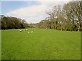 Sheep  and  Lambs  on  riverside  pasture