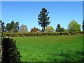 Topiary hedge