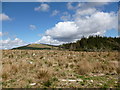 Clear-felled forestry near Carcoside