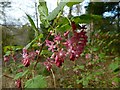 NS3577 : Flowering currant by Lairich Rig