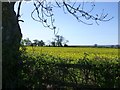 Oil seed rape crop