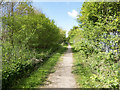 Footpath through Diamond Jubilee Wood