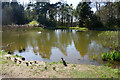 Duck with young by the pond