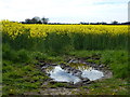 TF8614 : Entrance to a field of rapeseed near Great Dunham by Richard Humphrey