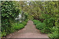 Tiverton : Knightshayes Court - Allotment