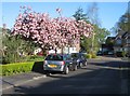 Blossom in Romayne Close