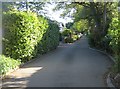 Looking up Squirrel Lane