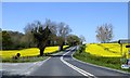 Rape fields near Bromesberrow Heath