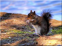 SD8303 : Grey Squirrel at the Boating Lake in Heaton Park by David Dixon