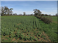 Field near Henham Lodge Cottages