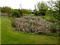 Reedy pond at Howe Bridge