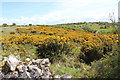 ST4853 : Gorse in flower on the Mendips by Nick Chipchase
