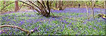 SU9659 : Bluebell Wood by Len Williams