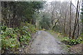 Footpath in West Wood