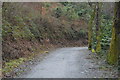 Footpath, Darklake Wood