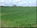 NU2002 : Crop field, Acklington Park by JThomas