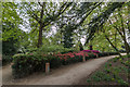 Azaleas, Forty Hall Park, Enfield