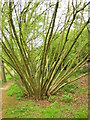 Coppiced Tree