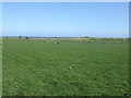 Coastal grazing near Boulmer