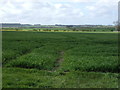 NU2412 : Crop field north east of Lesbury by JThomas