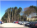 North Staffordshire Royal Infirmary: pines and car park