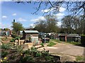 Hartshill: The Limes Allotments