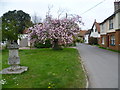 The village green at Stodmarsh