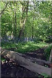 TQ7094 : Fallen Tree in Barrenleys Wood by Glyn Baker