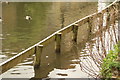 View of the breakwater in the River Lea from the Lea towpath