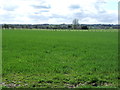 Farmland near Swarlanddean