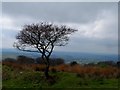 Lone tree and moorland