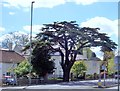 Bagshot Cedar Tree